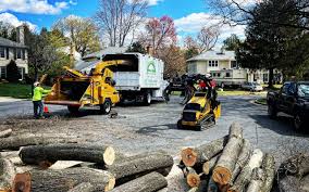 Best Fruit Tree Pruning  in Las Animas, CO