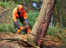 Best Seasonal Cleanup (Spring/Fall)  in Las Animas, CO