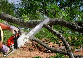 Best Tree Trimming and Pruning  in Las Animas, CO