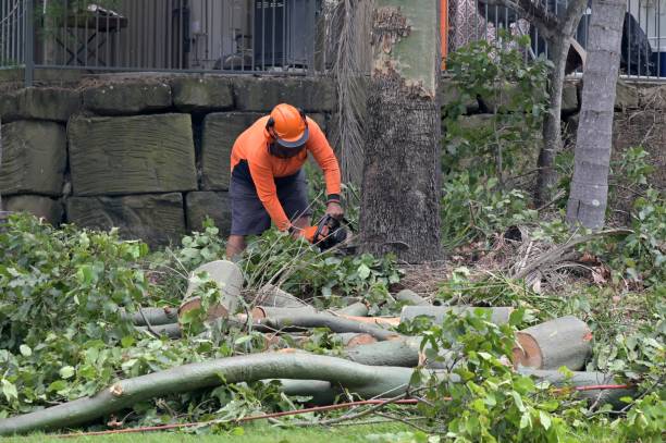 Las Animas, CO Tree Removal Company