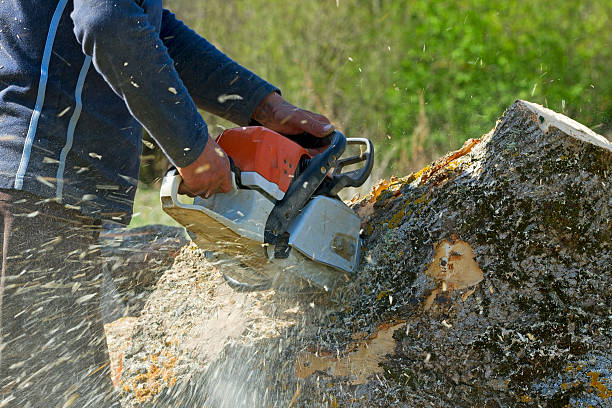 Best Stump Grinding and Removal  in Las Animas, CO